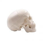 Κρανίο Ανθρώπου Mini - Human Skull Mini | Διερευνητική Μάθηση
