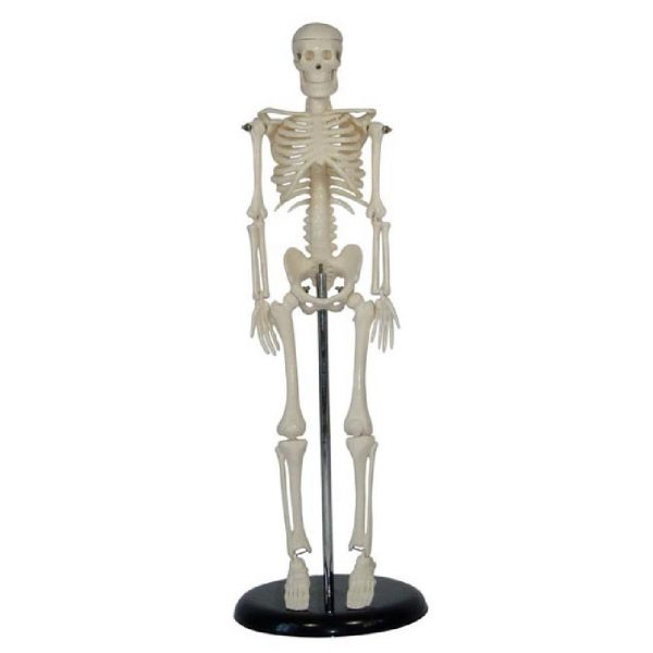 Σκελετός Ανθρώπινου Σώματος Mίνι 45cm