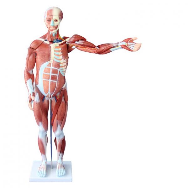 Human Anatomical Model - Διερευνητική Μάθηση