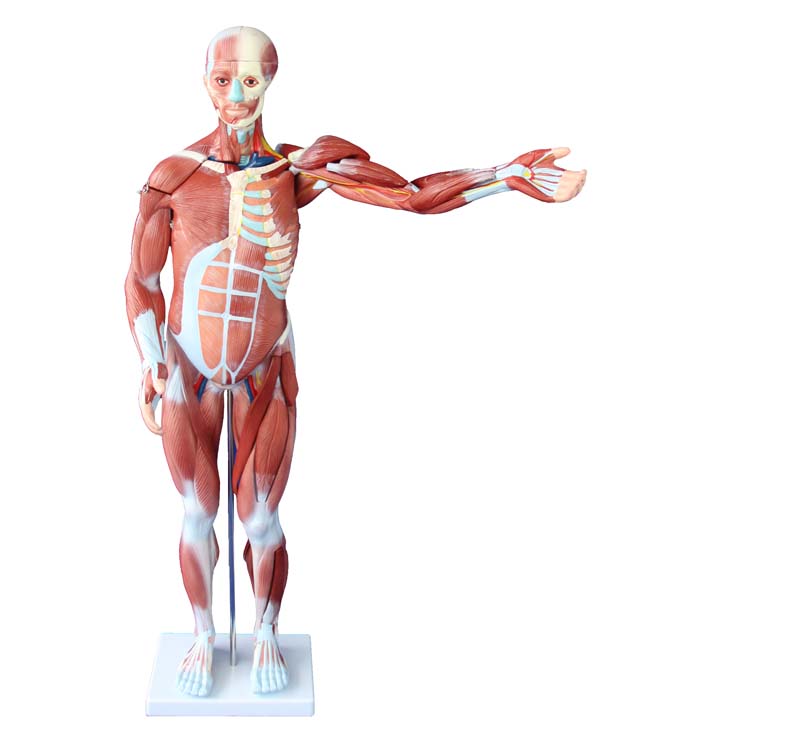 Human Muscle Model Male - 80cm model - 27 parts - why.gr
