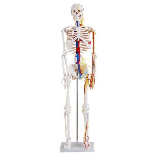 Σκελετός Ανθρώπινου Σώματος Νεύρα και Αγγεία