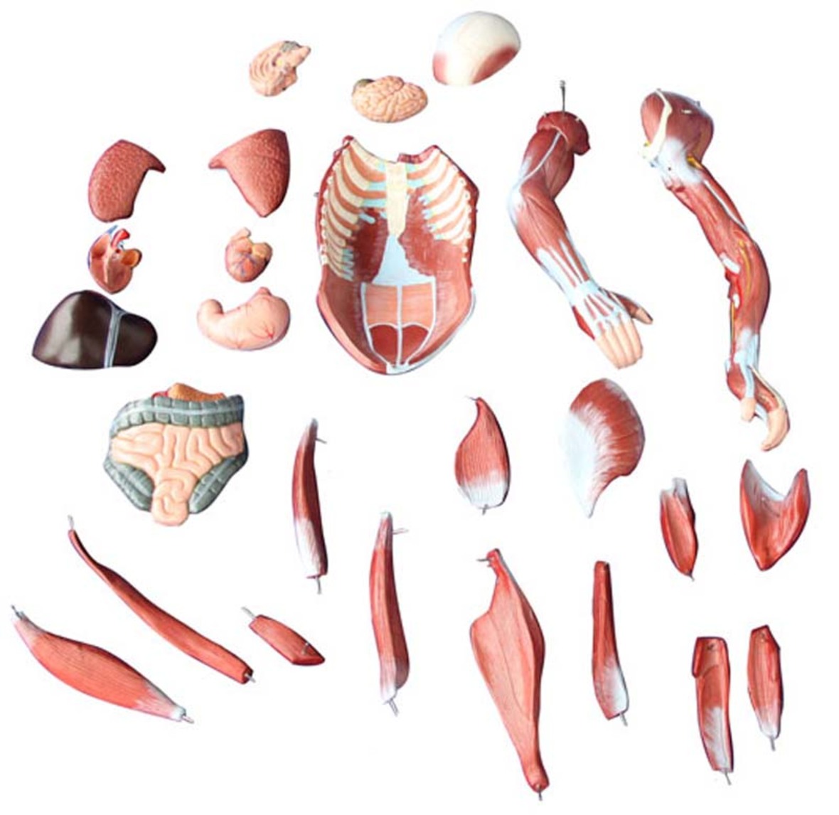 Human Muscle Model Male - 80cm model - 27 parts - why.gr
