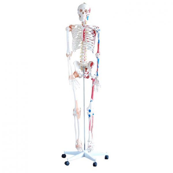 Σκελετός Ανθρώπινου Σώματος Μύες και Αρθρώσεις