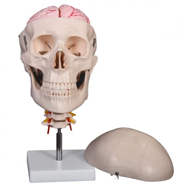 Ανθρώπινος Σκελετός - Διερευνητική Μάθηση