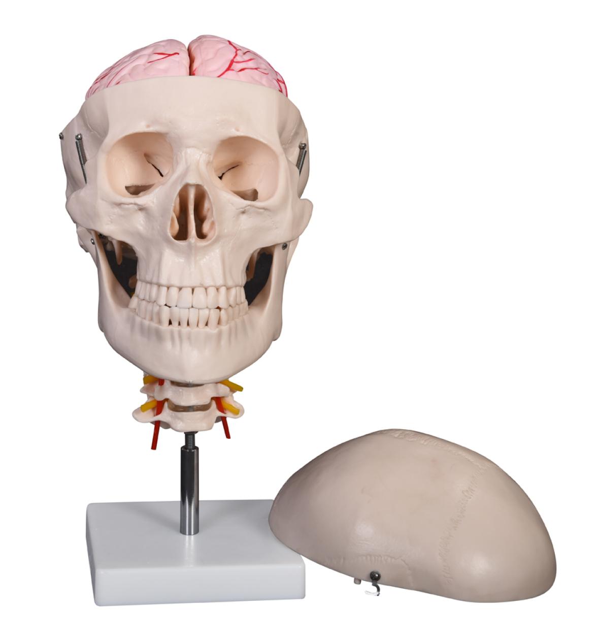 Κρανίο Ανθρώπου με Εγκέφαλο - Human Skull with Brain - why.gr