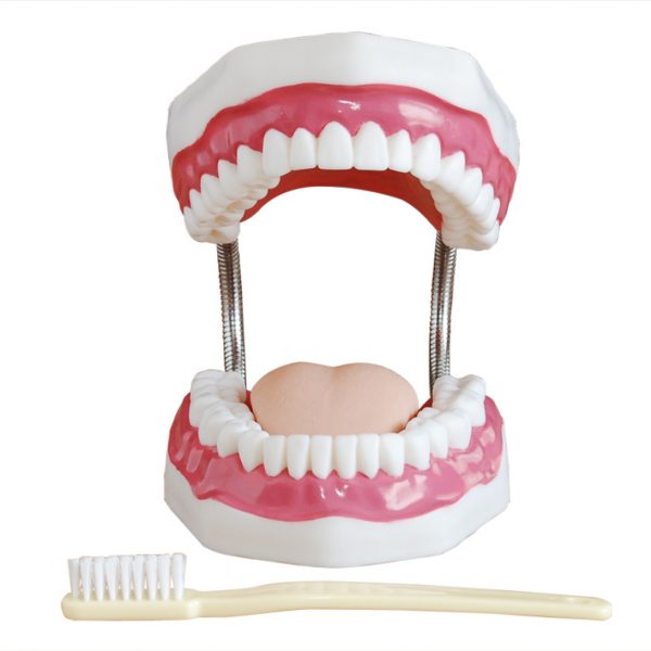 Dental Care Model With Cheek - Human teeth - why.gr
