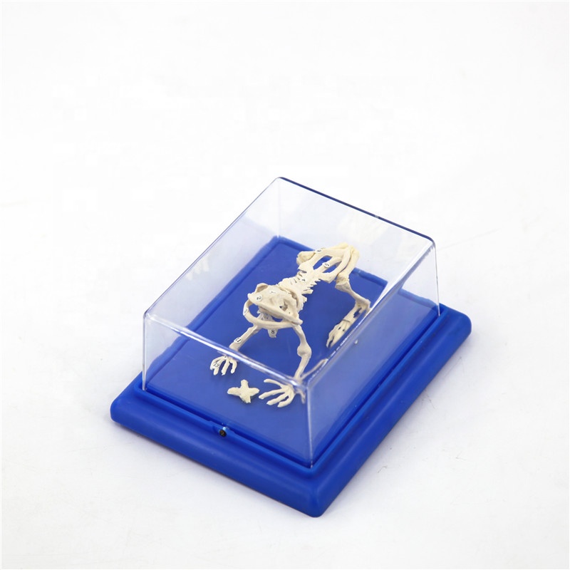 Detailed frog skeleton model - animal model - why.gr