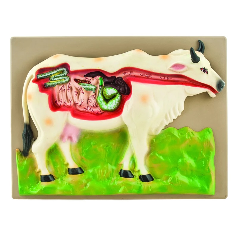 Μοντέλο Πεπτικού Συστήματος Αγελάδας | Cow Digestive System Model