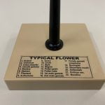 Typical Flower Model Dissectable by Knowledge Research | why.gr