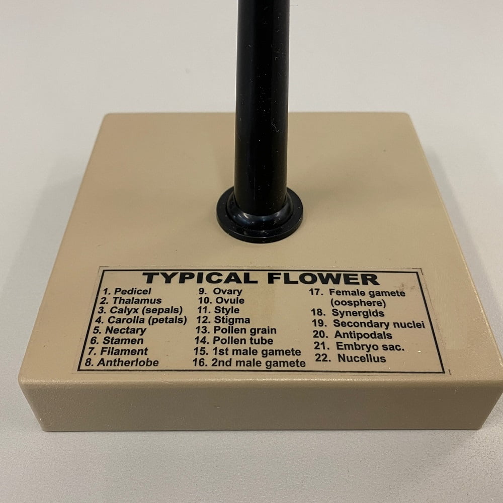 210001a Typical Flower Model Dissectable by Knowledge Research | why.gr