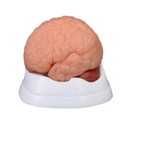 Brain Model - Human Brain Model New Style - why.gr