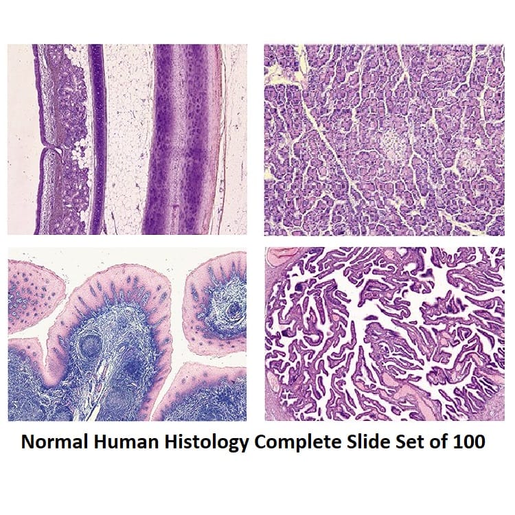 Normal Human Histology Complete Slide Set of 100 Biology Diagrams
