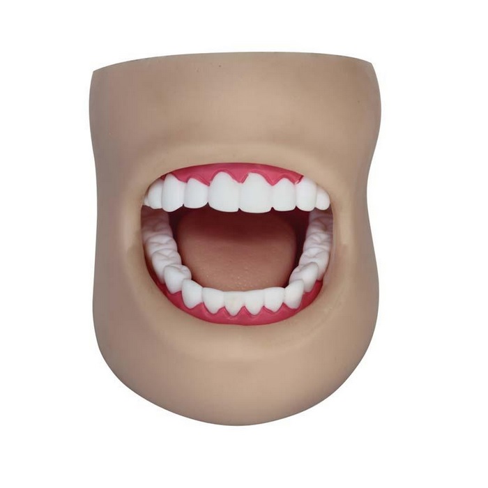 Μοντέλο Οδοντικής Φροντίδας με Μάγουλο - Dental Care Model