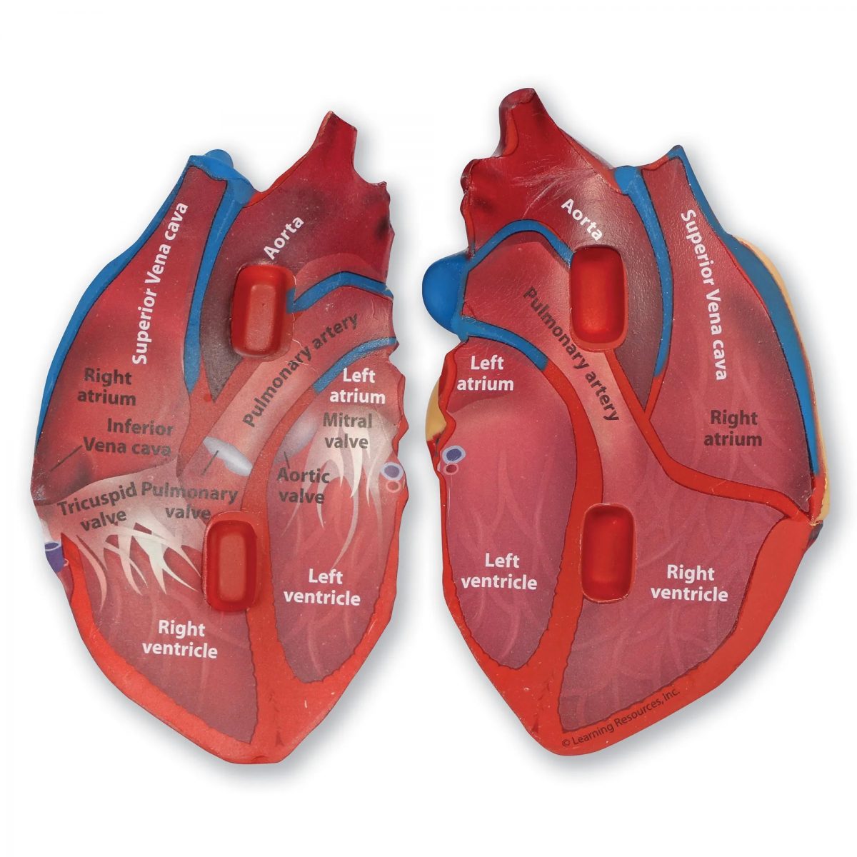 Μοντέλο Καρδιάς Foam Cross-Section από Διερευνητική Μάθηση