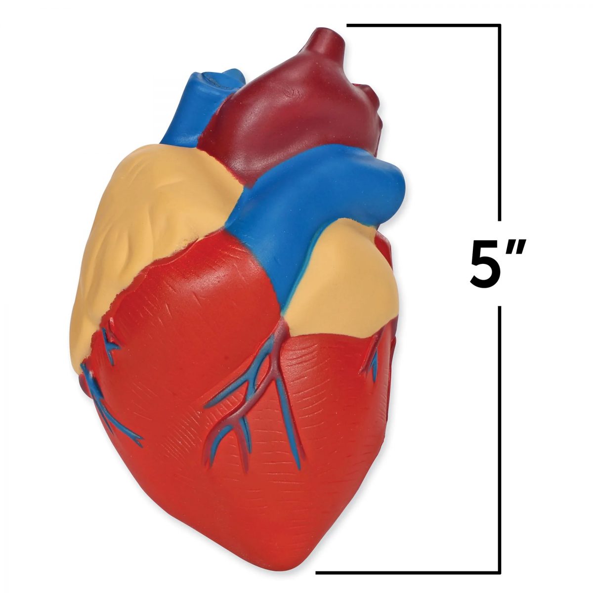 Soft Foam Cross-Section Heart Model - why.gr