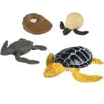 Sea Turtle Life Cycle