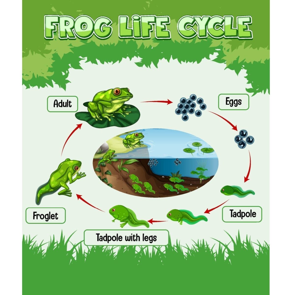 The Life Cycle of the Frog - Image 1