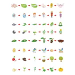 Magnetic Plant and Animal Life Cycles Demonstration Puzzle - Image 3